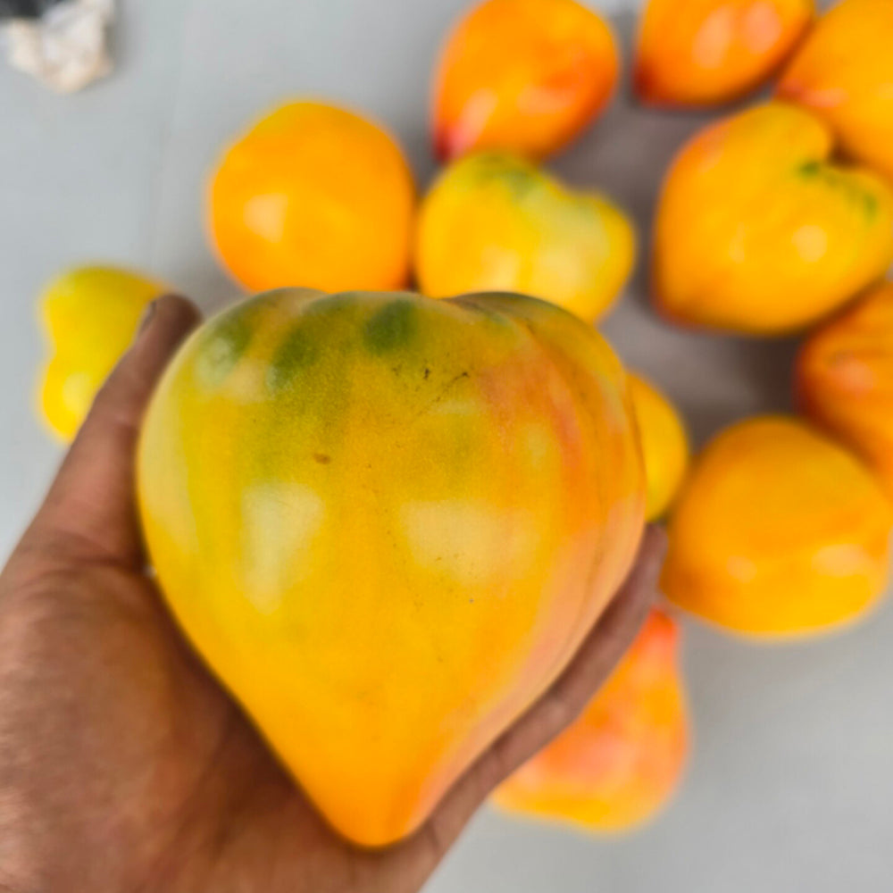 757 Amber Sergeant F2 Tomato