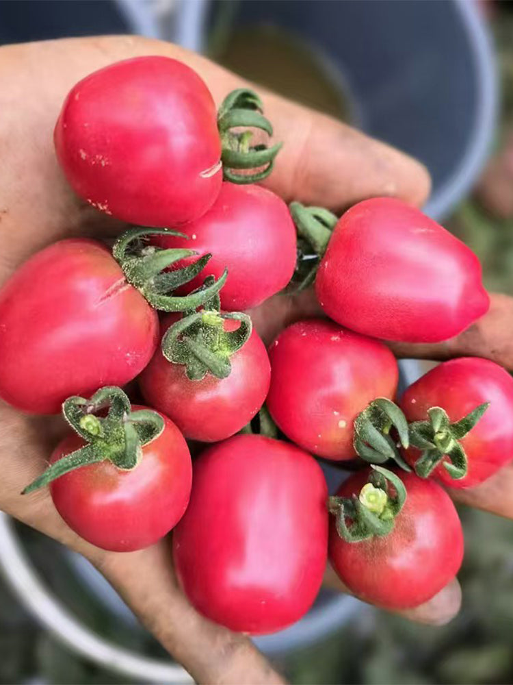 Little Purple Heart Tomato