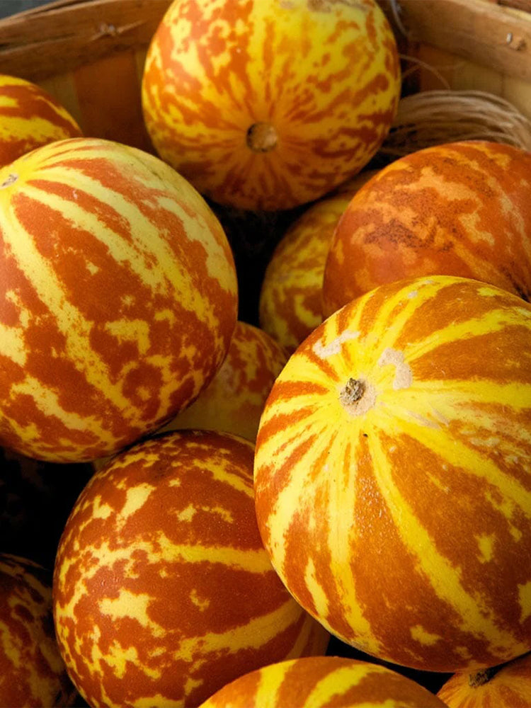Tiger Melon