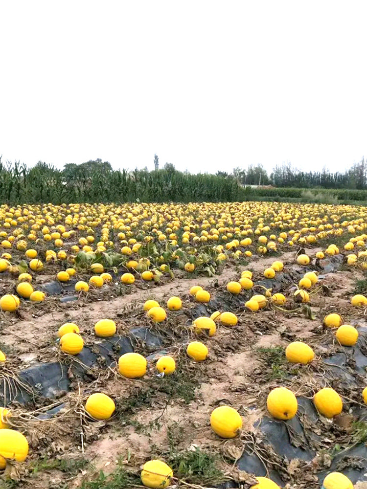 Paizha No.1 Spaghetti Squash