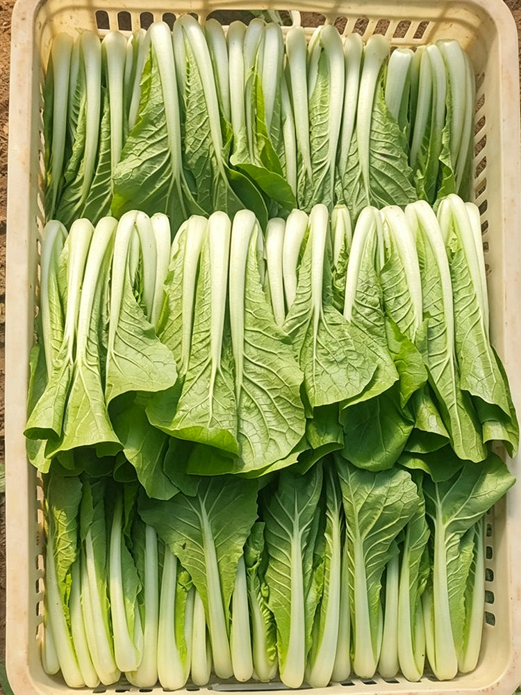 'Jiemei Golden Sweet' Bok Choy