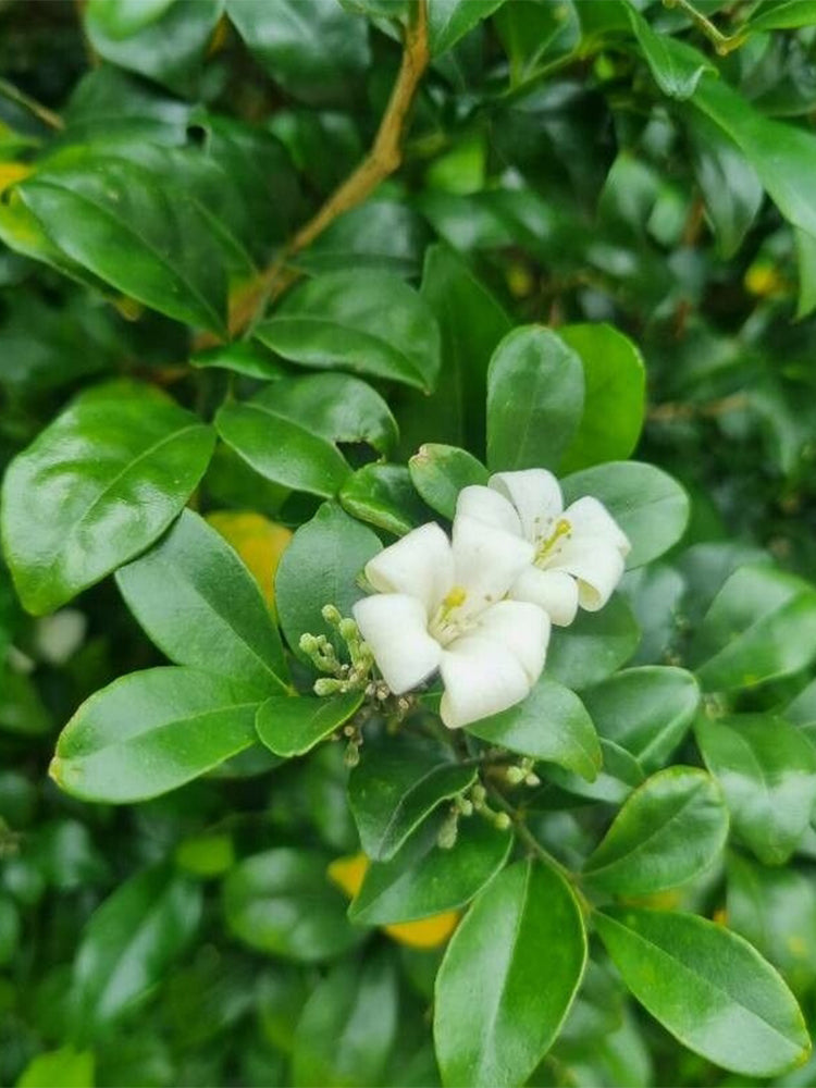 Orange Jasmine (Murraya paniculata)