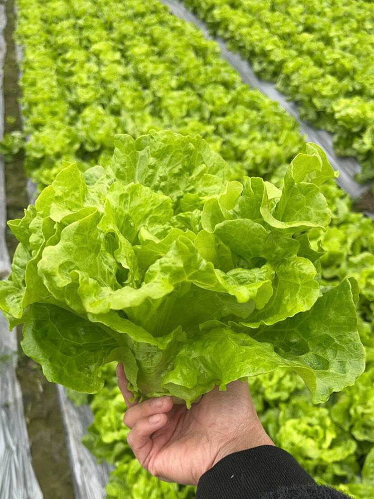 Italian Lettuce
