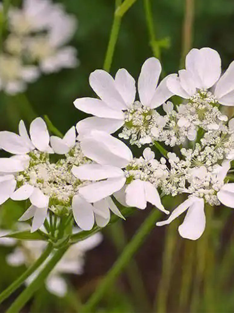White Laceflower (Orlaya grandiflora)