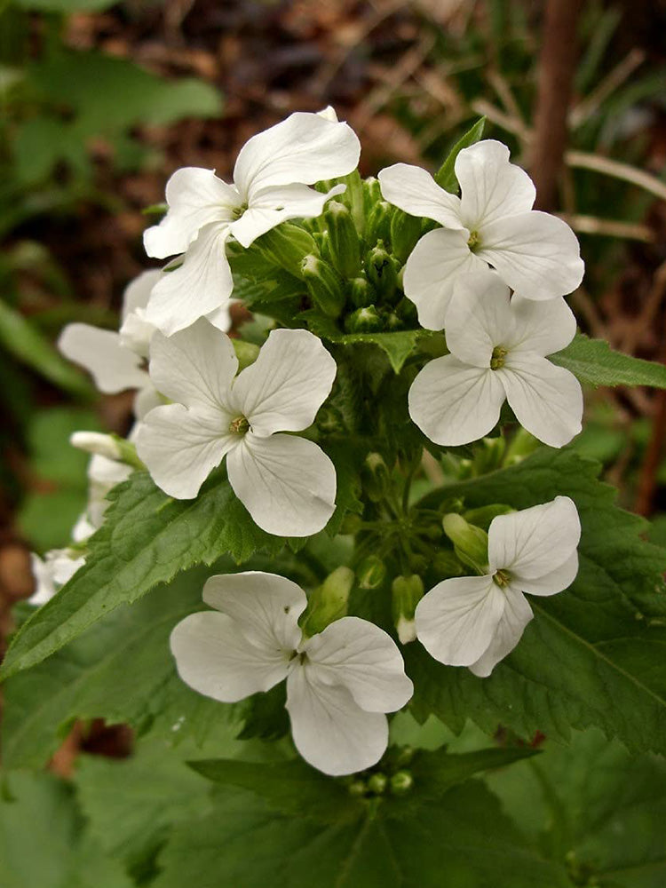 White Honesty Silver Dollar