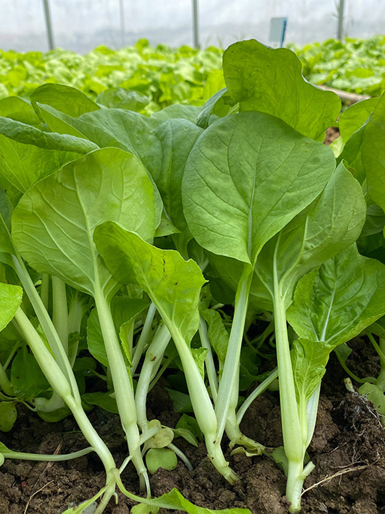 White-Stalked Baby Bok Choy