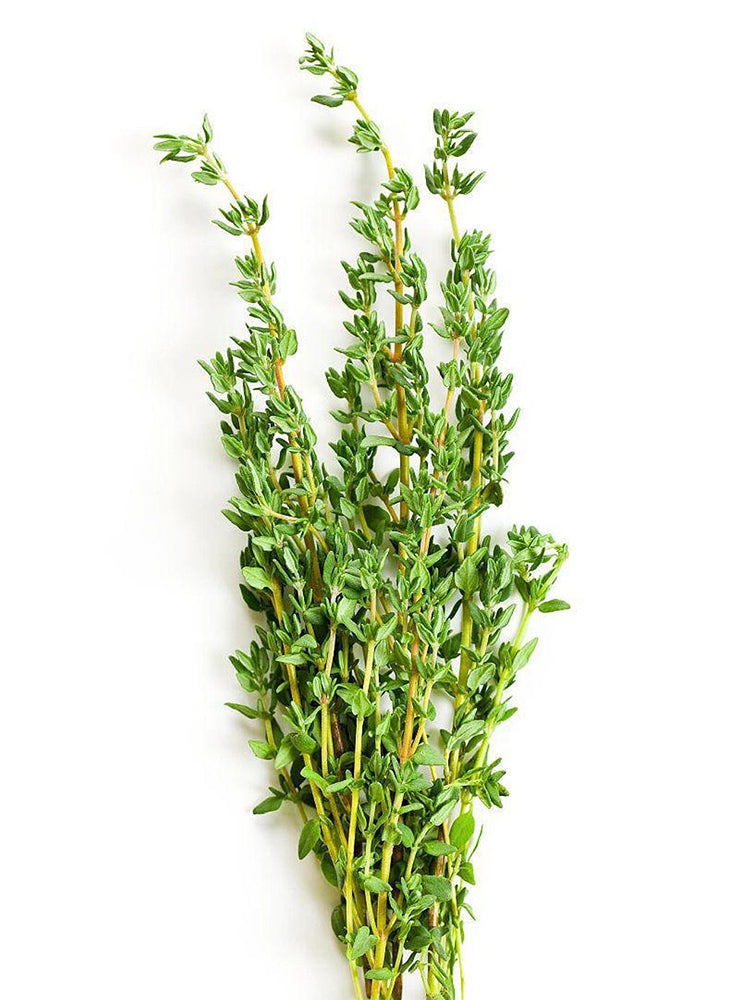 Mongolian Thyme (Thymus mongolicus)