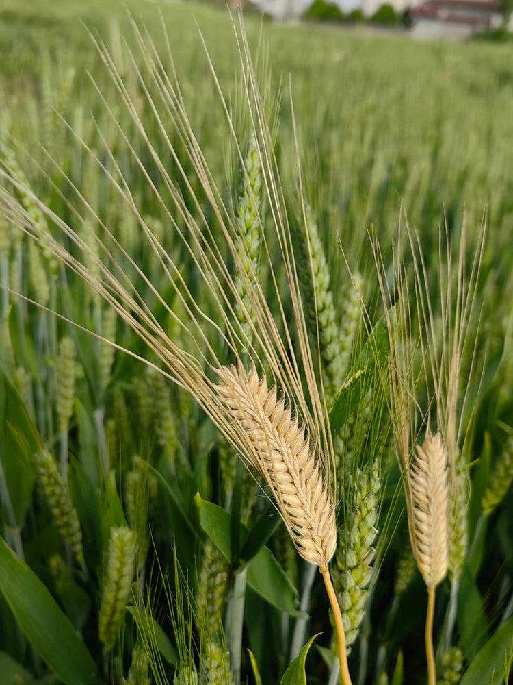 Barley
