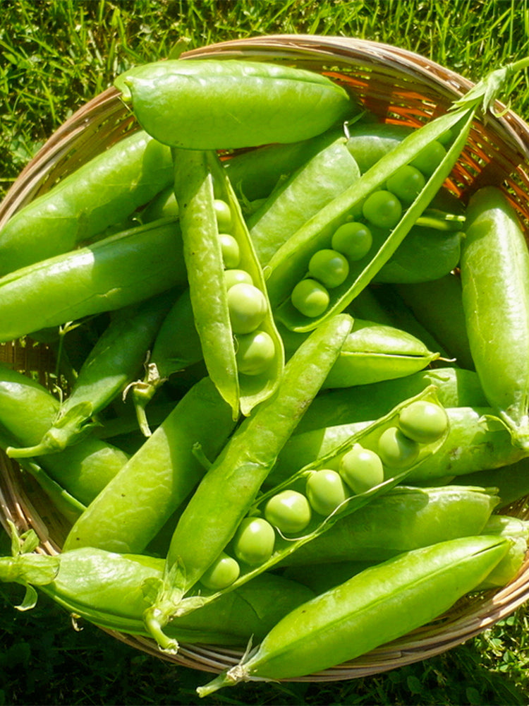 'Cherry Blossom' Snap Pea