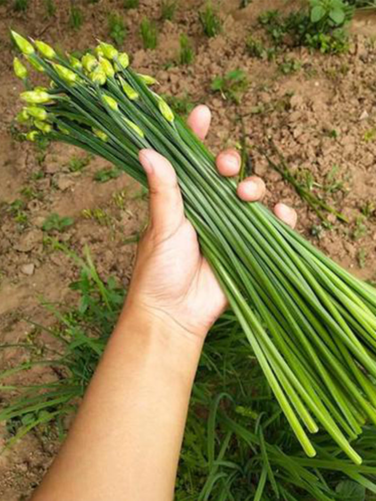 All-Season Garlic Chive Stalk