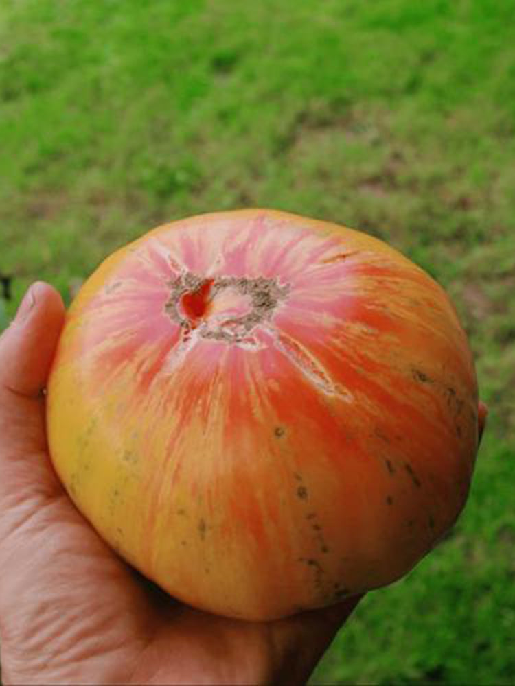 1108 Pineapple Stripe Tomato
