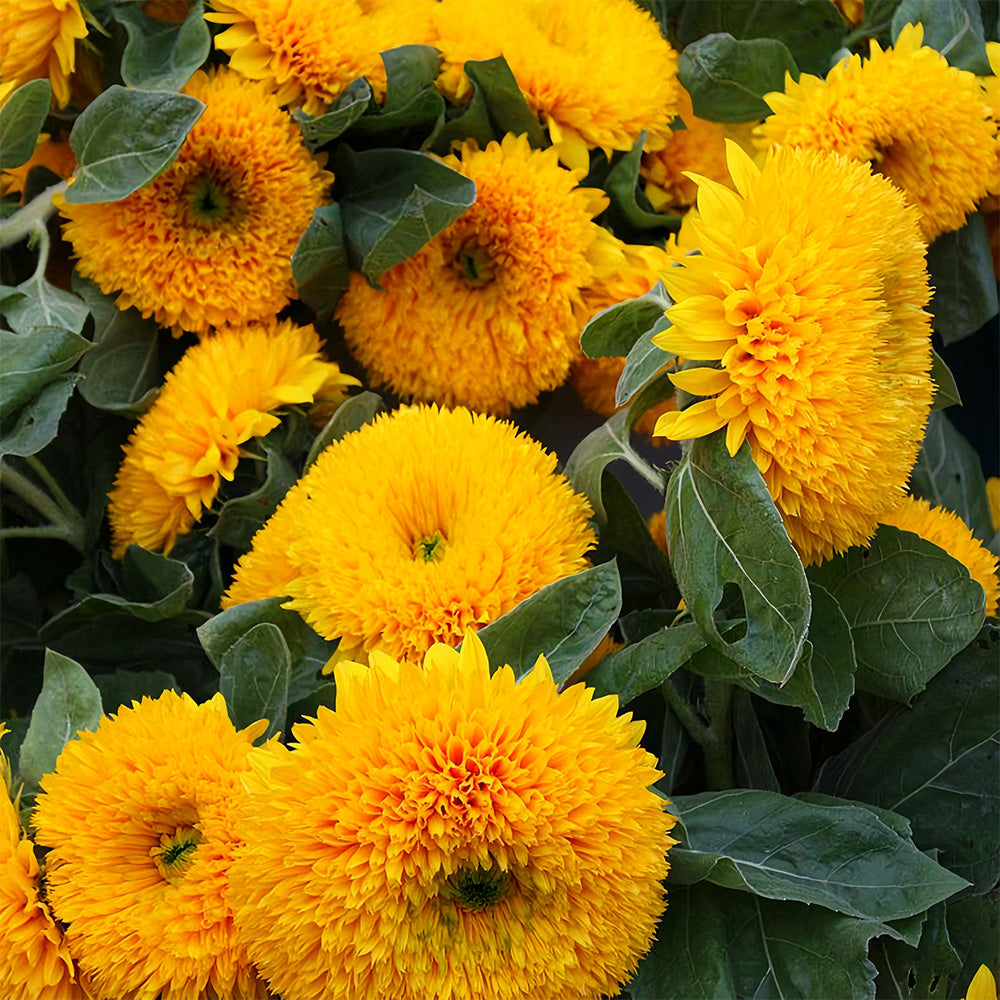 'Teddy Bear' Dwarf Sunflower Seeds (30cm)