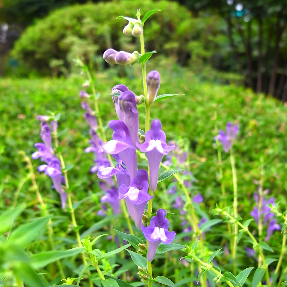 Bellfarm® Chinese Skullcap Seeds