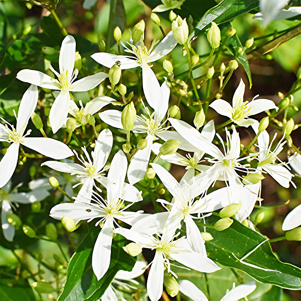 Clematis Chinensis