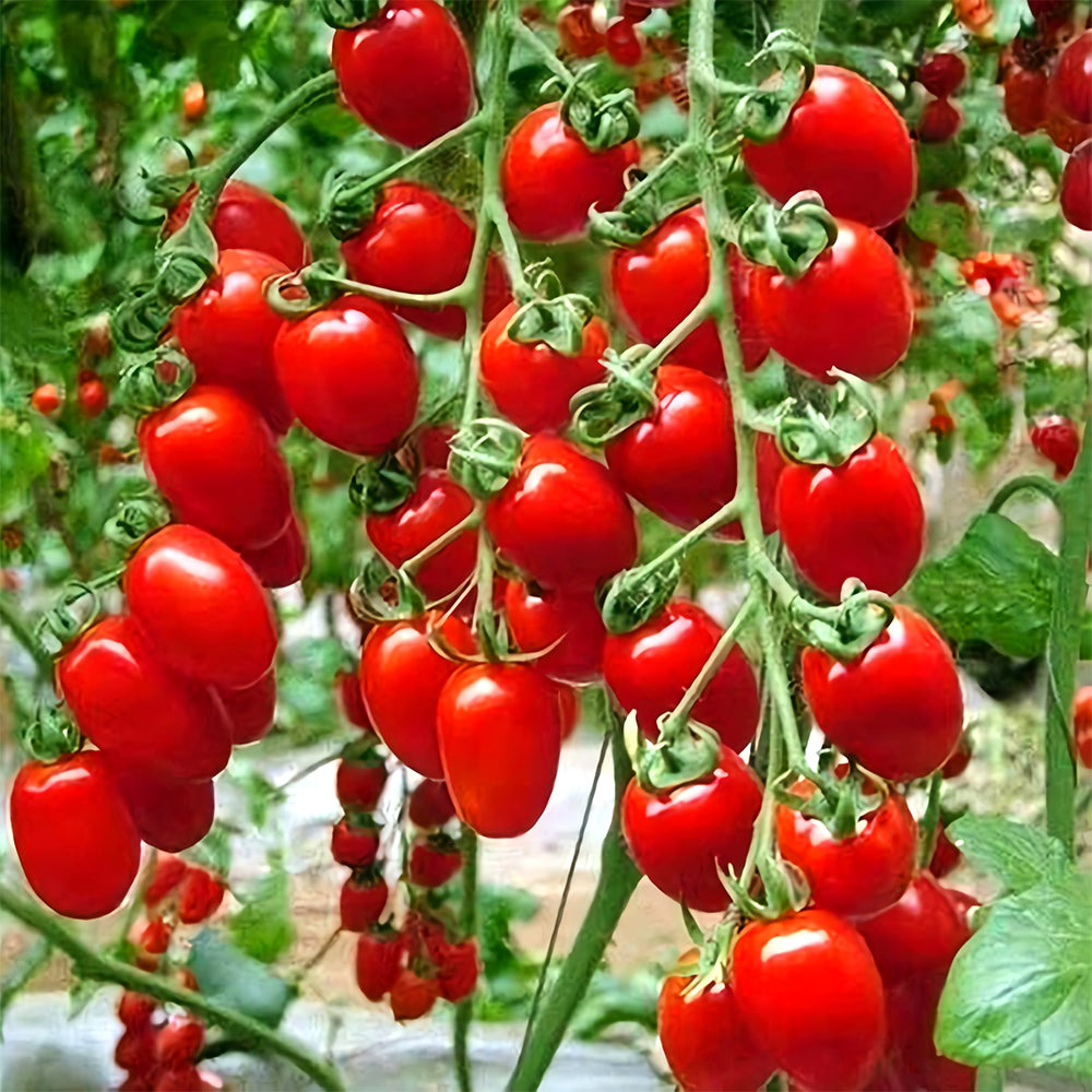 Jam Selection: 5 Bags (200 Seeds / Bag) of Top-Performing Salad Tomatoes