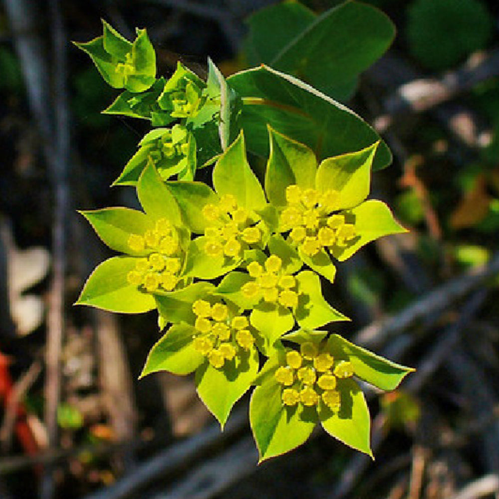Bellfarm® Bupleurum chinense Seeds
