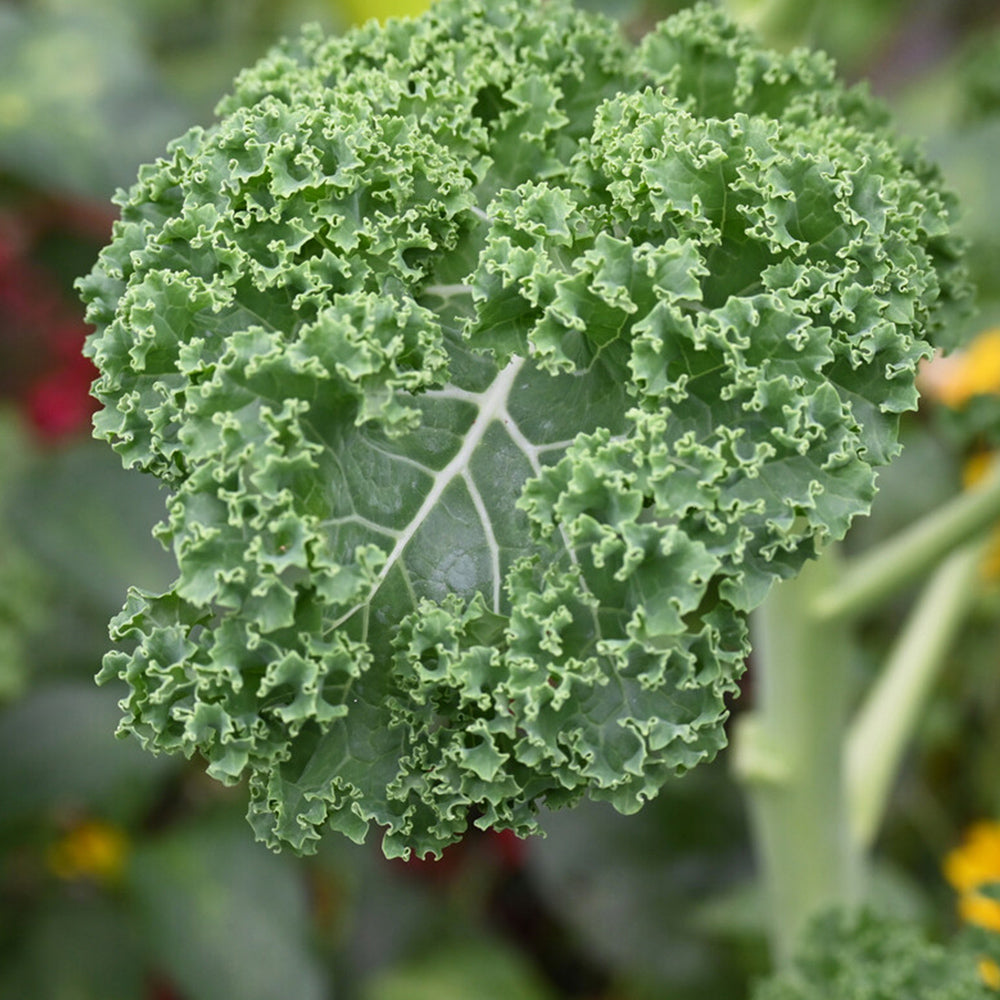 5 Bags (100 Seeds / Bag) of 'Blue Ridge' Kale