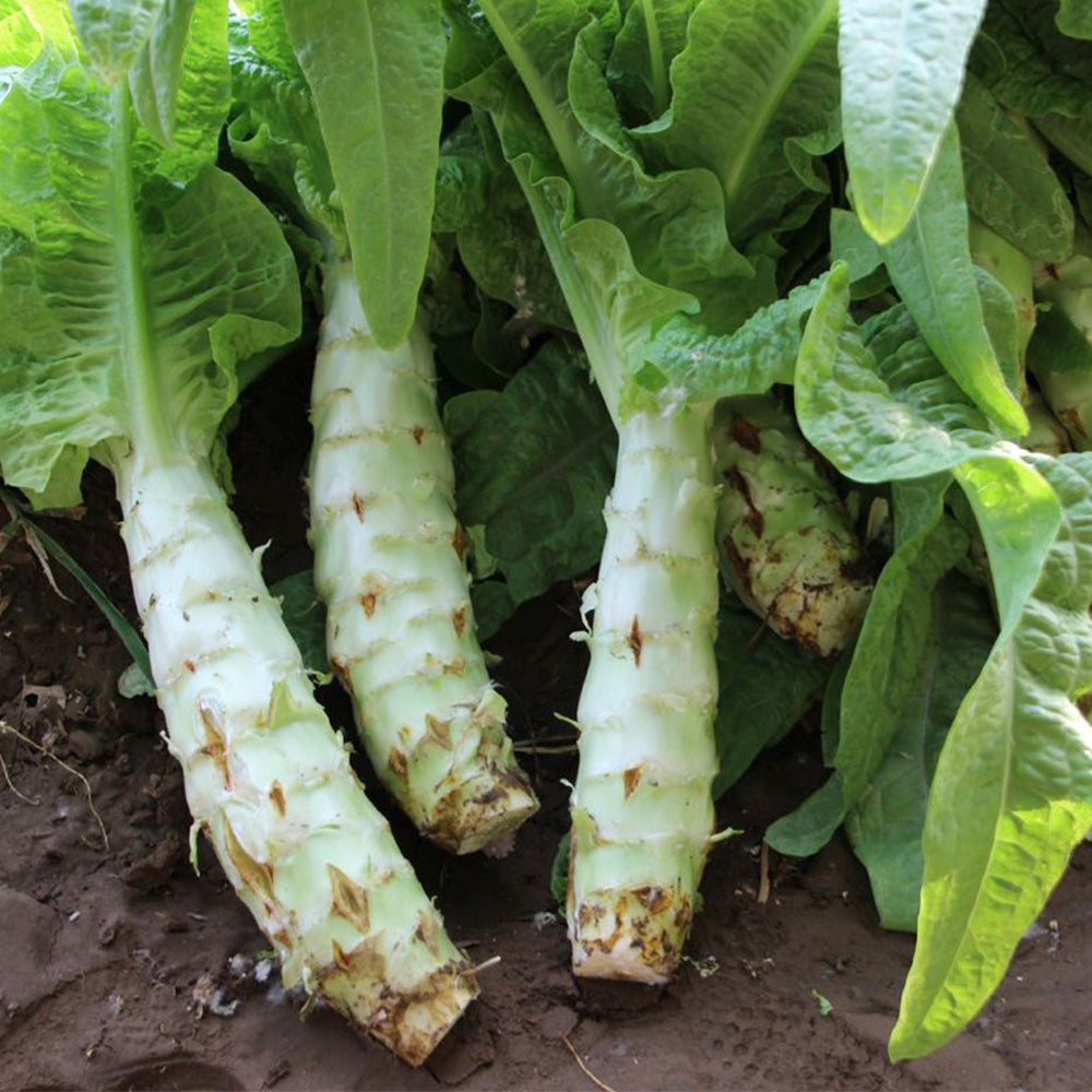 5 Bags (3000 Seeds / Bag) Green Asparagus Lettuce Seeds