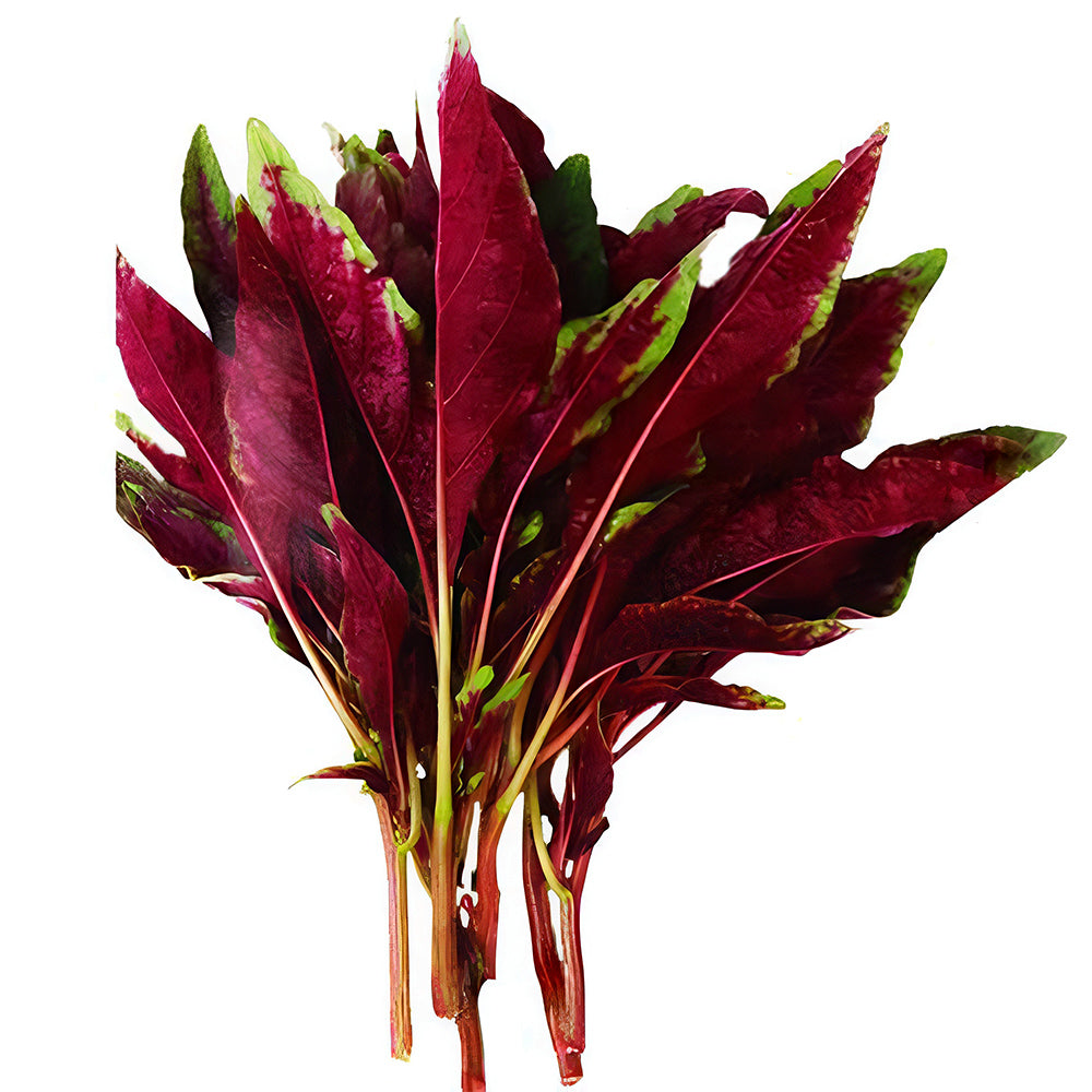 Edible Amaranth Seeds, Red Fine-leaved Vegetables
