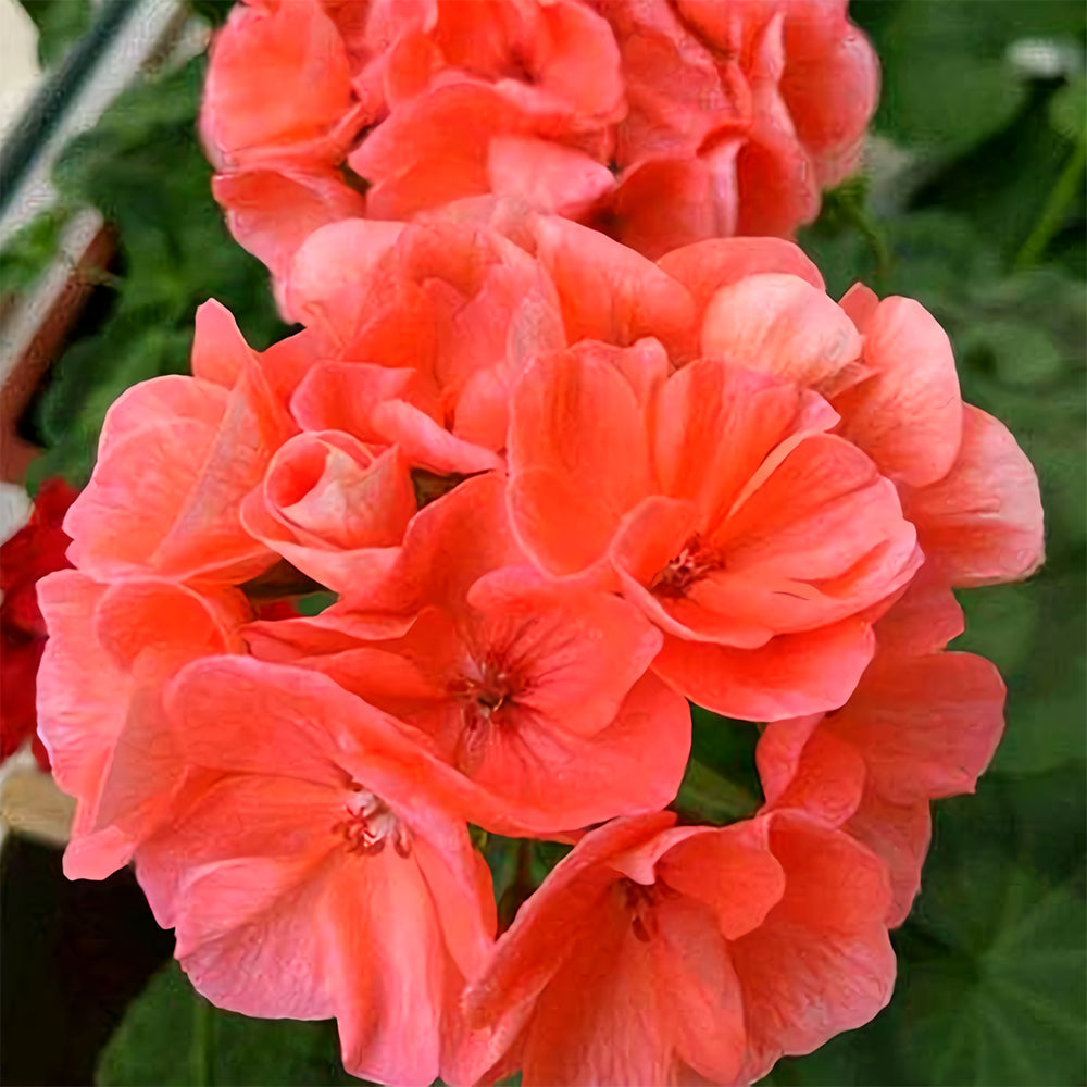 Geranium Seeds - Hrizon Coral Spice
