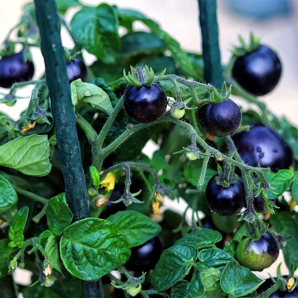 Unique Black Gem: 5 Bags (100 Seeds / Bag) of Dwarf Bonsai Black Pearl Tomatoes