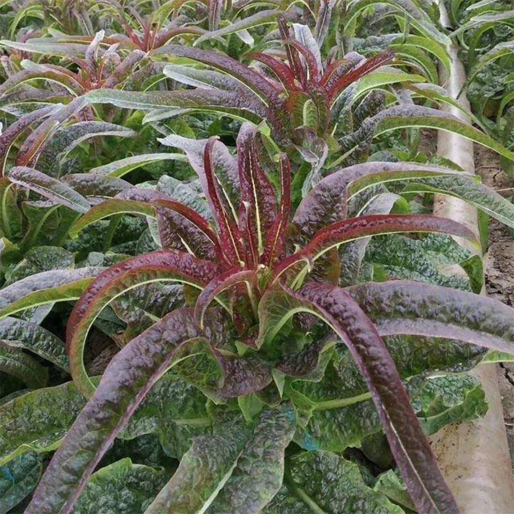 5 Bags (2000 Seeds / Bag) Red Asparagus Lettuce Seeds