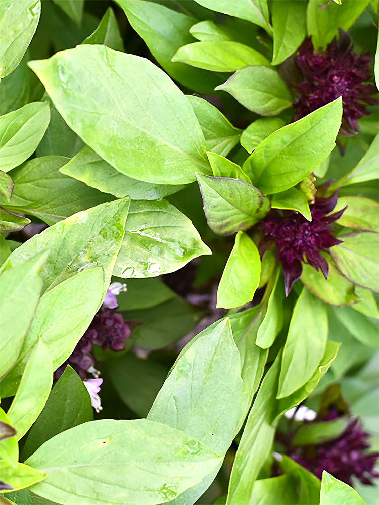 Clove Basil