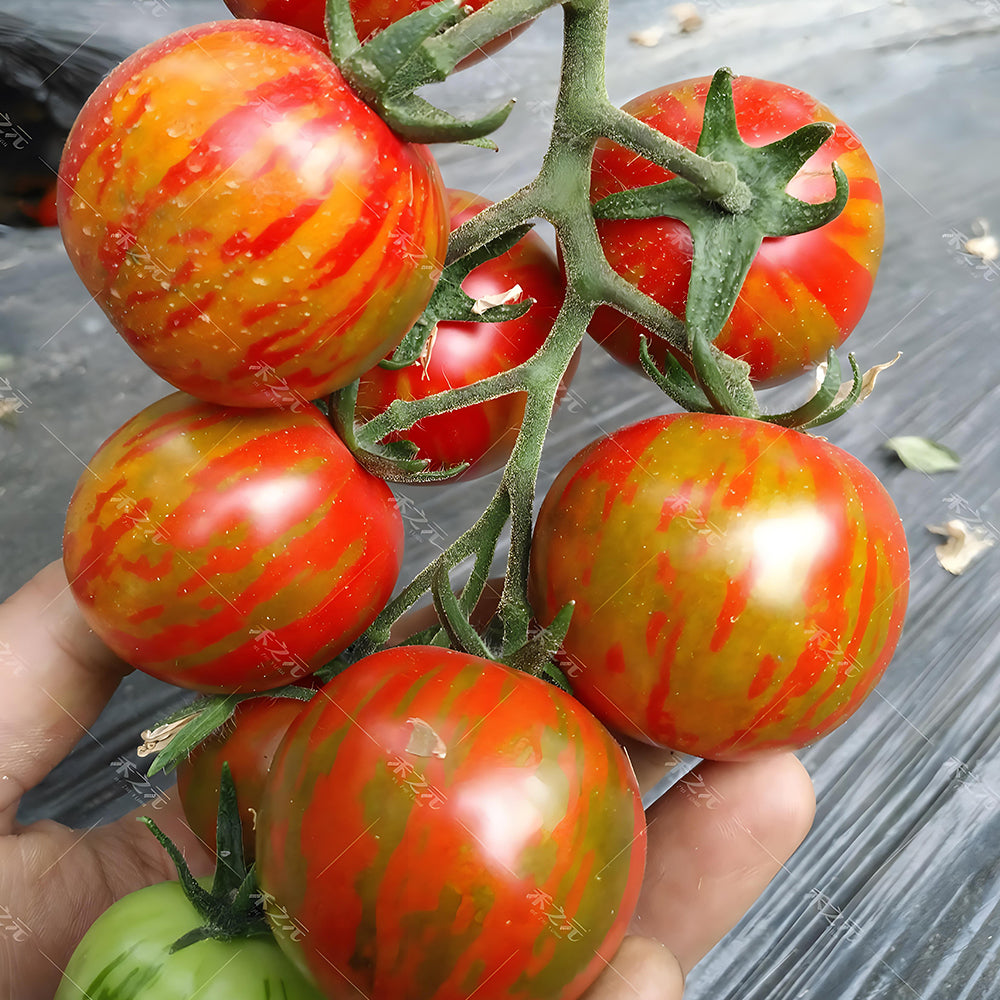 Colorful Bounty: 5 Bags (200 Seeds / Bag) of Red Zebra Tomatoes