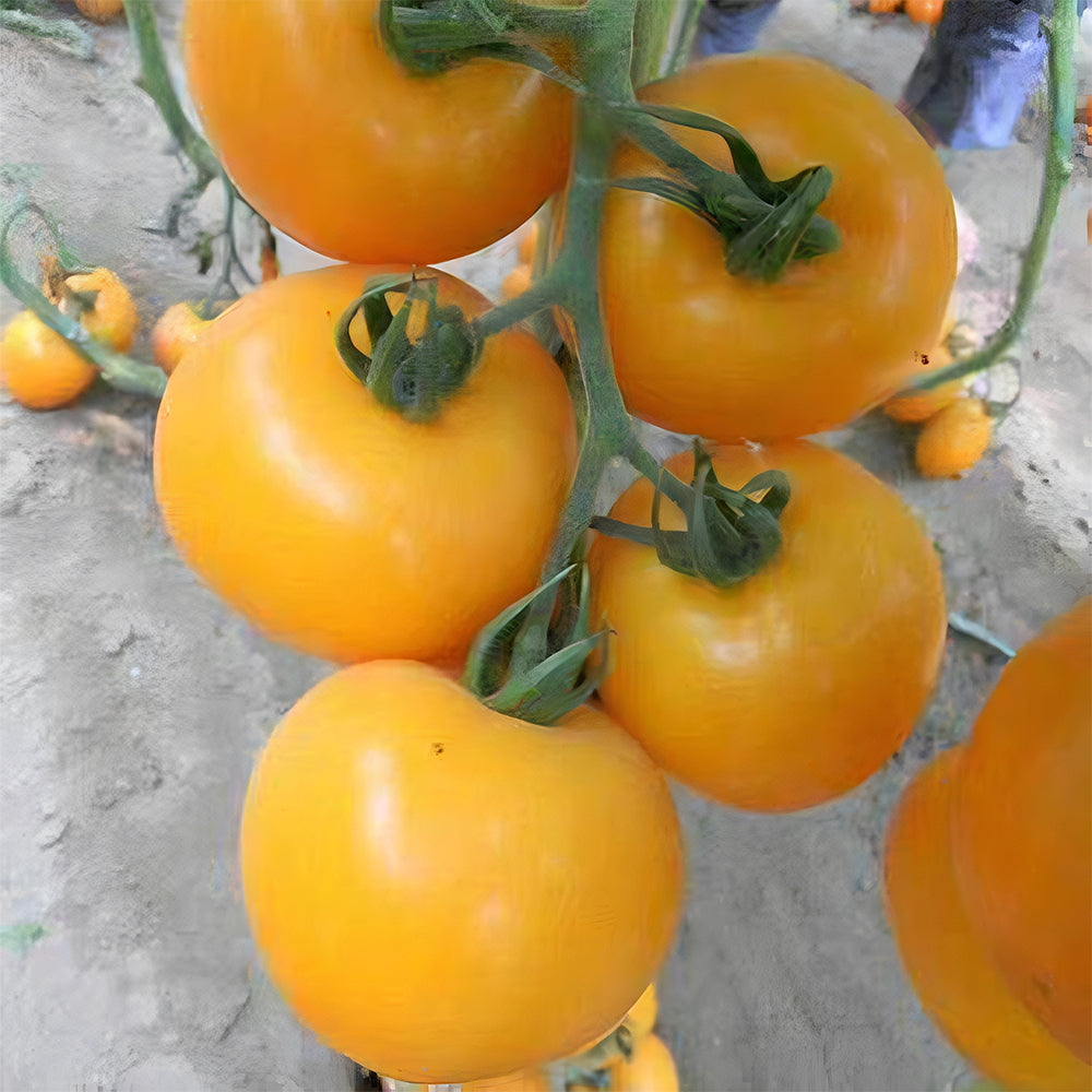Harvest Gold: 5 Bags (200 Seeds / Bag) of 'Imperial Concubine' Yellow Tomatoes