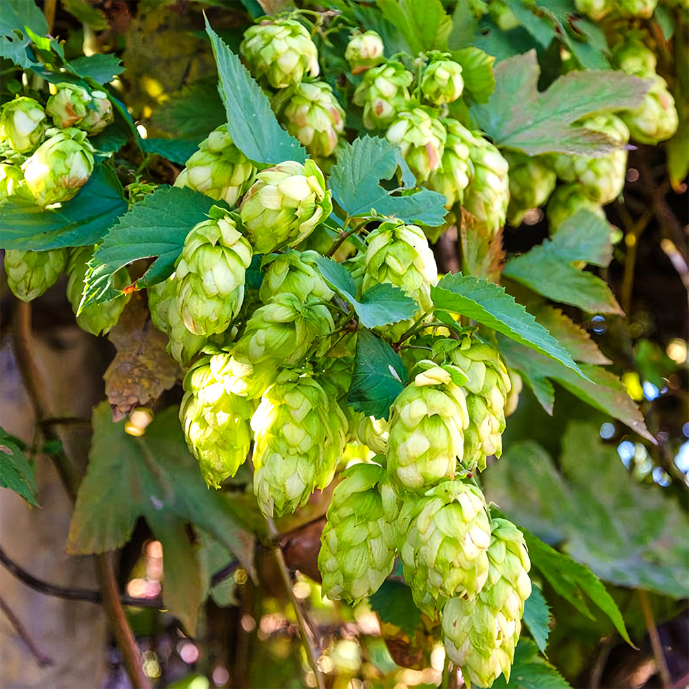 Grow Your Own Hops: 10 Seeds of the Humulus lupulus Vine Plant