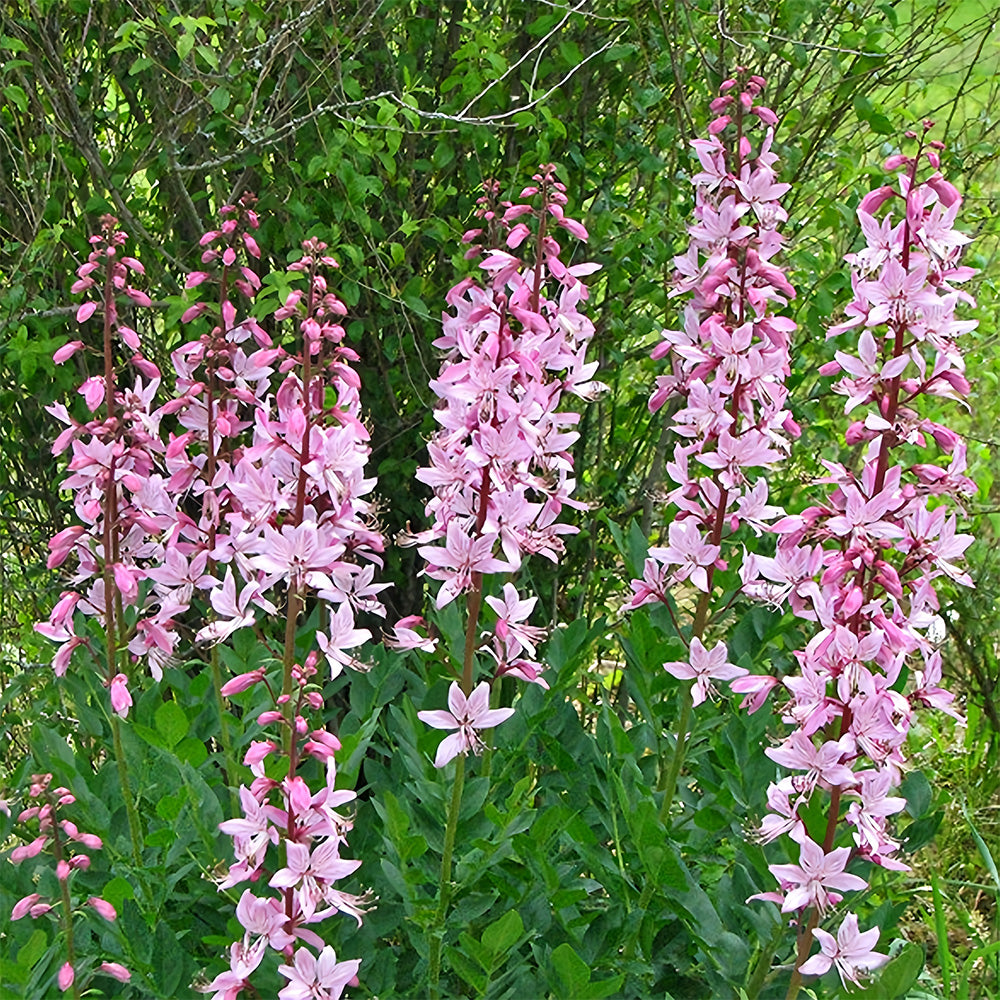 Bellfarm® Dictamnus albus Seeds