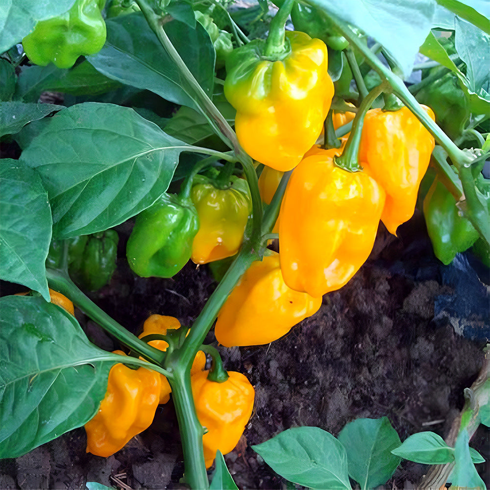 Hybrid F1 Yellow Devil Pepper & Chilli Seeds