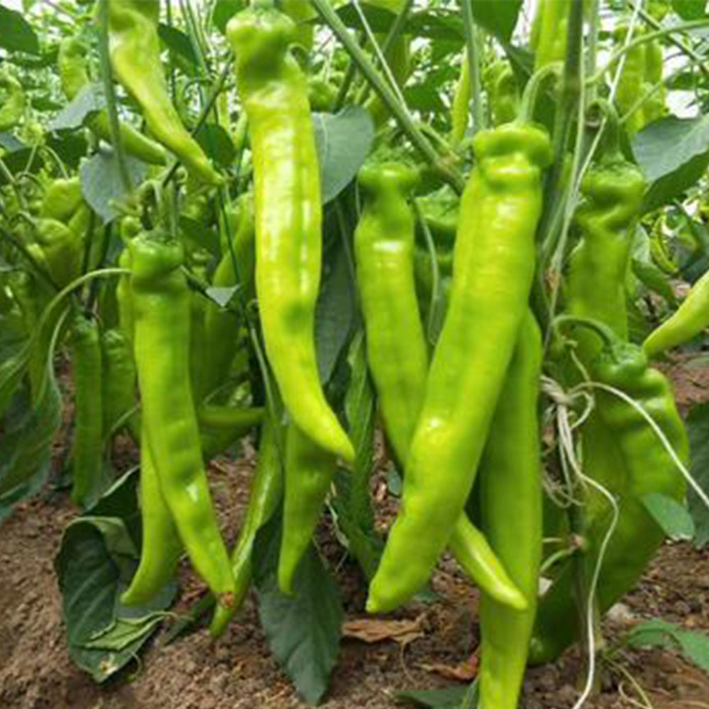 5 Bags (200 Seeds / Bag) of Crispy Spicy 'Lamb Horn' Peppers
