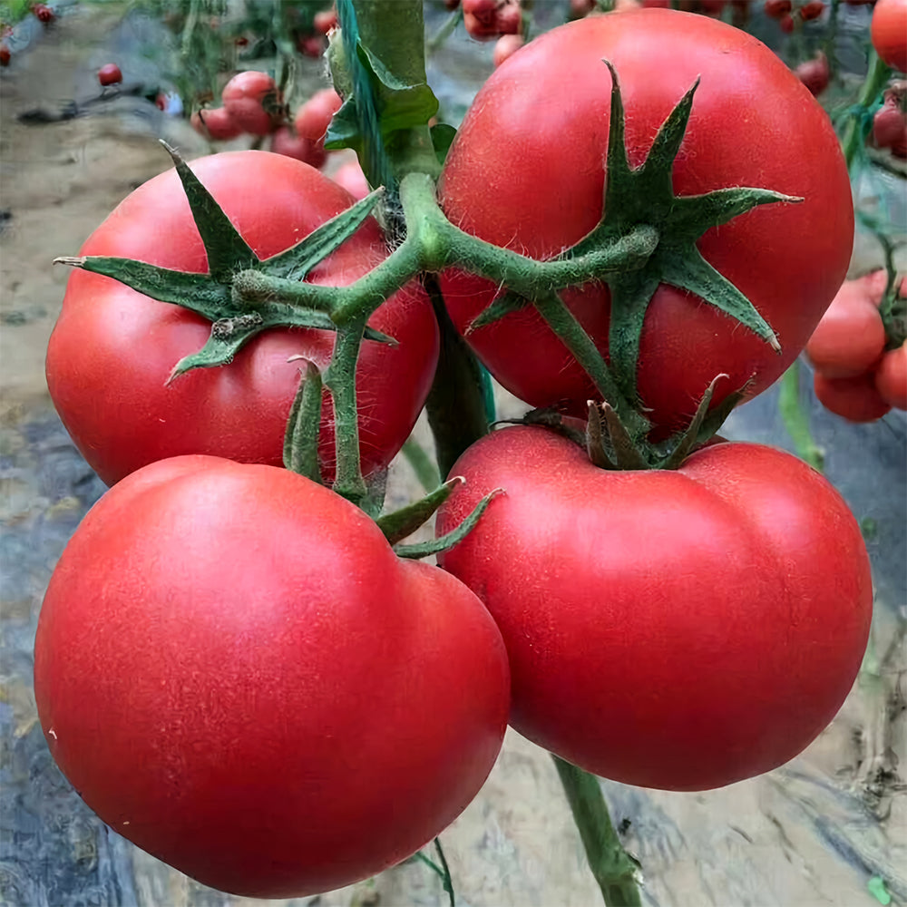 Elegance in Pink: 5 Bags (200 Seeds / Bag) of 'Fluffy Pink 802' Tomatoes