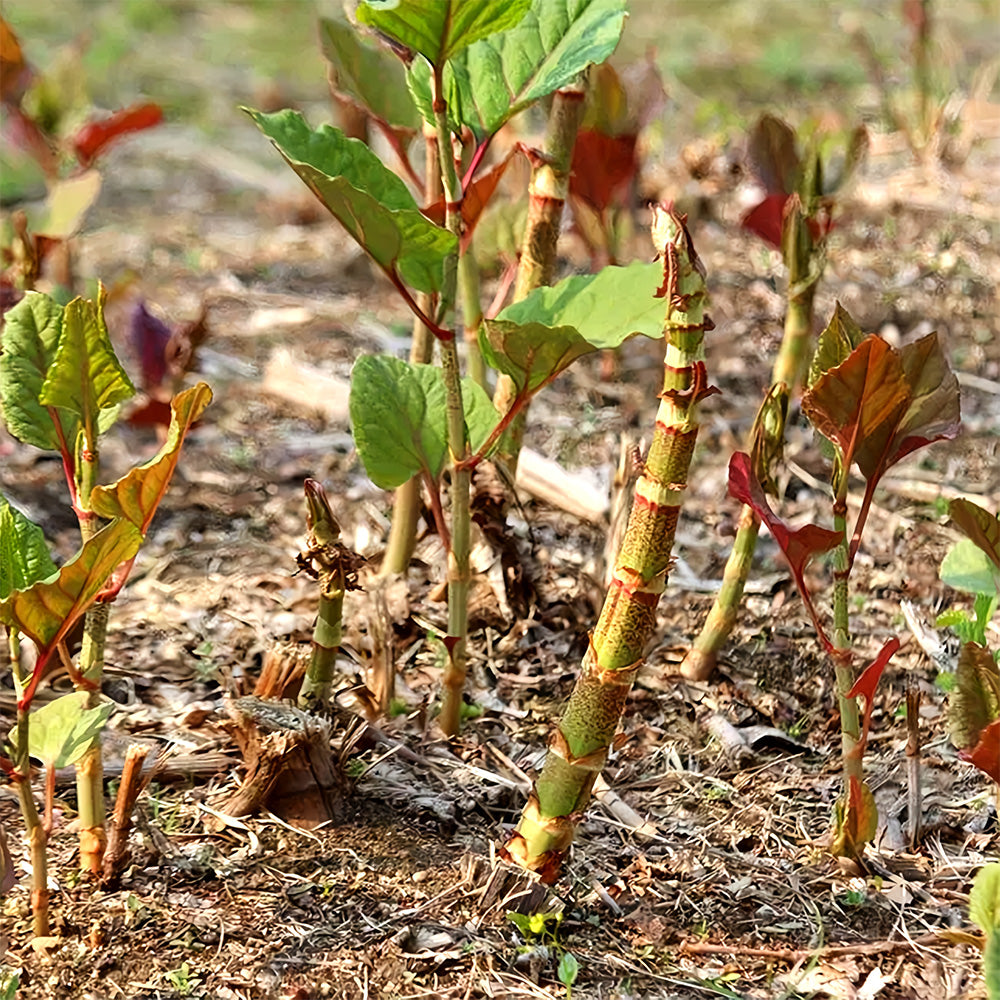 Bellfarm® Reynoutria japonica Seeds