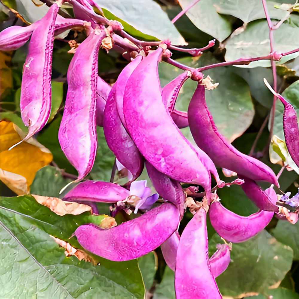 Delicious and Decorative: 5 Packs (10 Seeds / Bag) of Fresh Purple-Red Hyacinth Bean