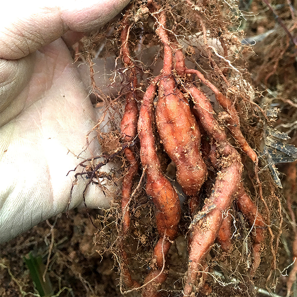 Premium Reynoutria Multiflora Seeds for Traditional Chinese Medicine