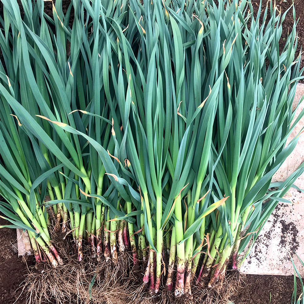 5 Bags (500 Seeds/ Bag) of Red Root Leek Seeds