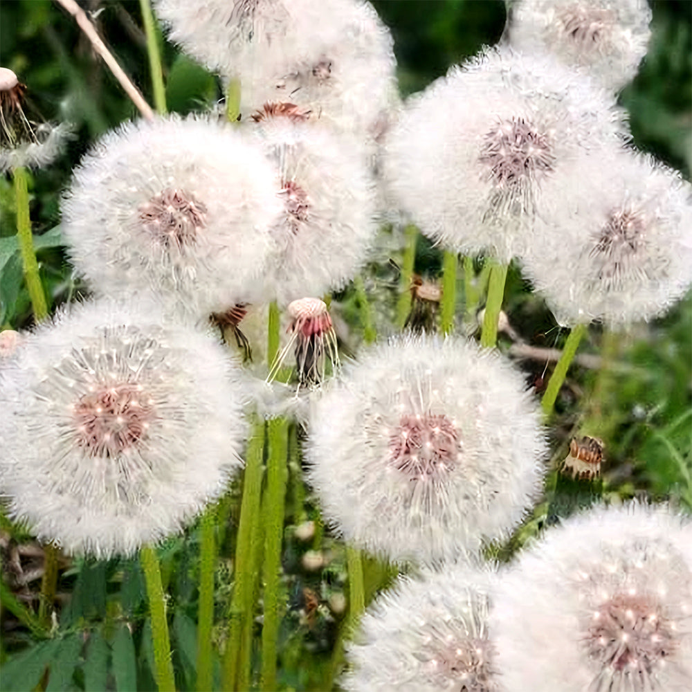 Bellfarm® Dandelion Seeds