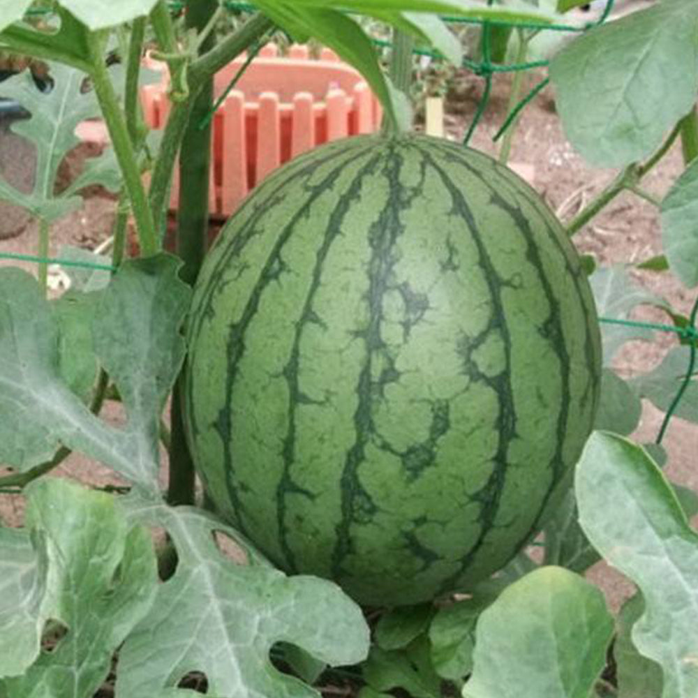 5 Bags (20 Seeds / Bag) of 'Xiaoyu Peeling' Series Watermelon Seeds