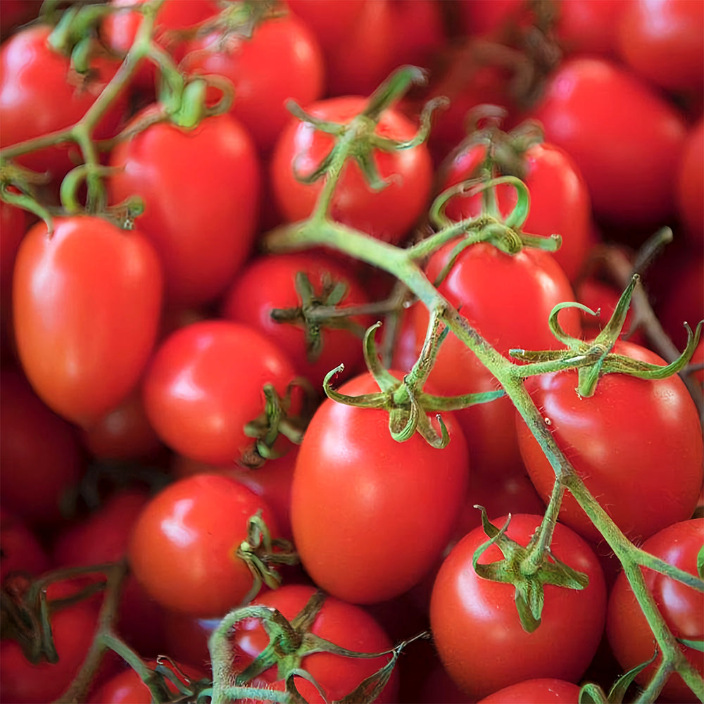 Easy-to-Grow Elegance: 5 Bags (200 Seeds / Bag) of 'Red Saint' Cherry Tomatoes