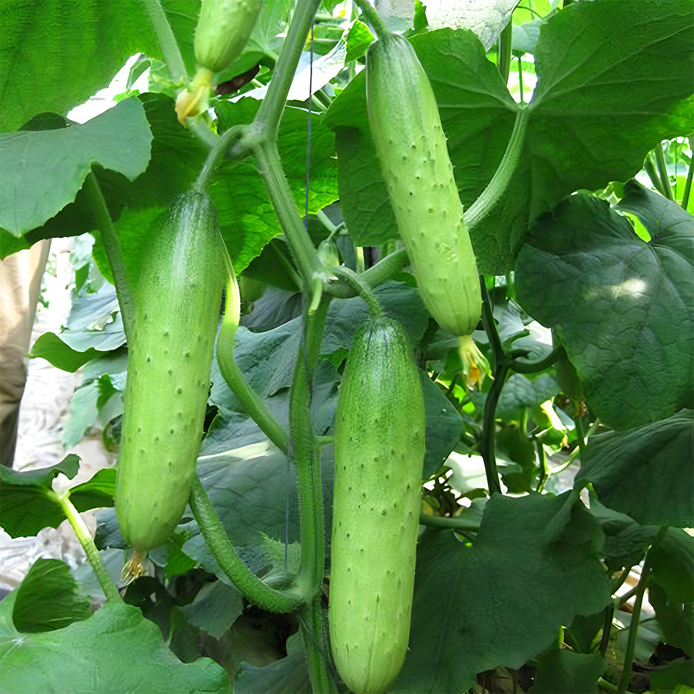 Prolific Vine Delights: 5 Bags (60 Seeds/Bag) of Hanging Cucumber Variety