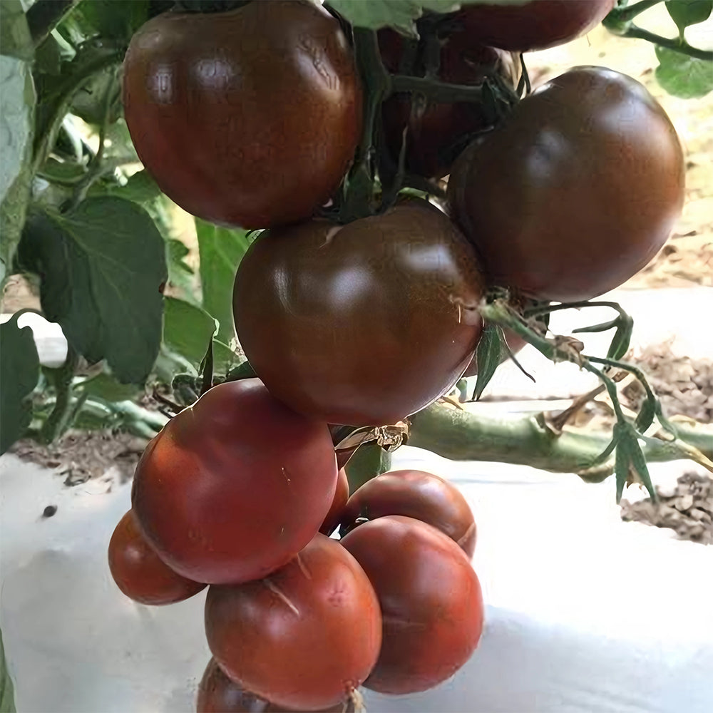 Cultivate Curiosity: 5 Bags (100 Seeds / Bag) of 'Daheiren' Black Tomatoes