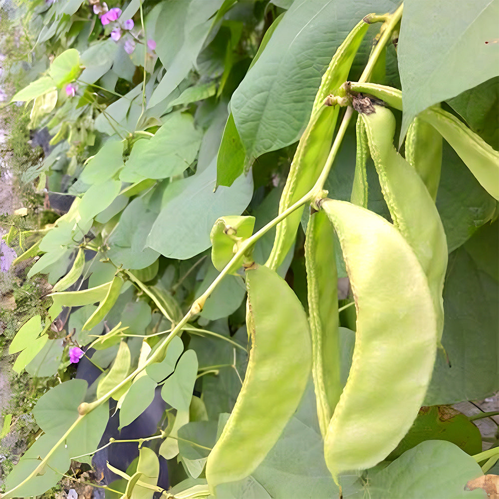 Refreshing Green Hues: 5 Bags (10 Seeds / Bag) of Hyacinth Bean