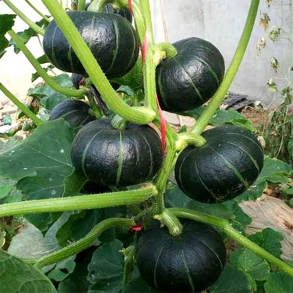 5 Bags (20 Seeds / Bag) of 'Green Baby' Small Pumpkin Seeds