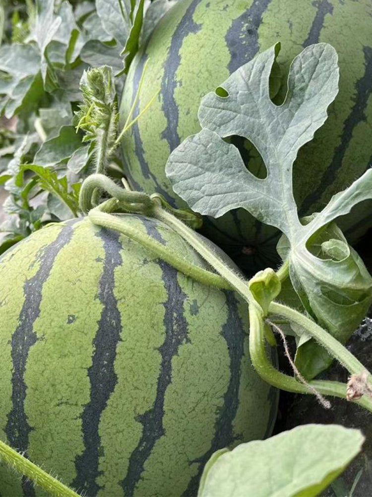 "Bingchuan Meidu" Watermelons