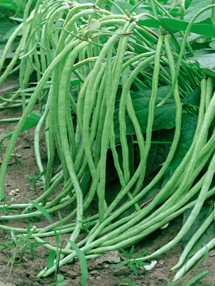 No Trellis Required Yardlong Beans