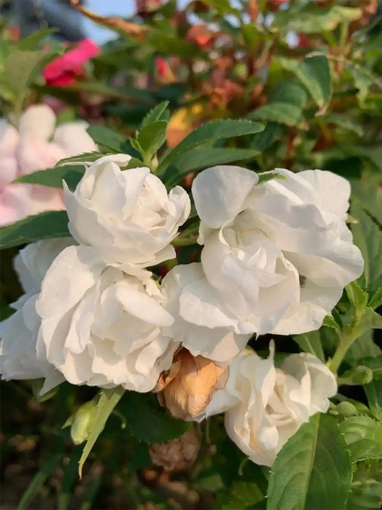 White Garden Balsam Double Flowers (Impatiens balsamena.L)