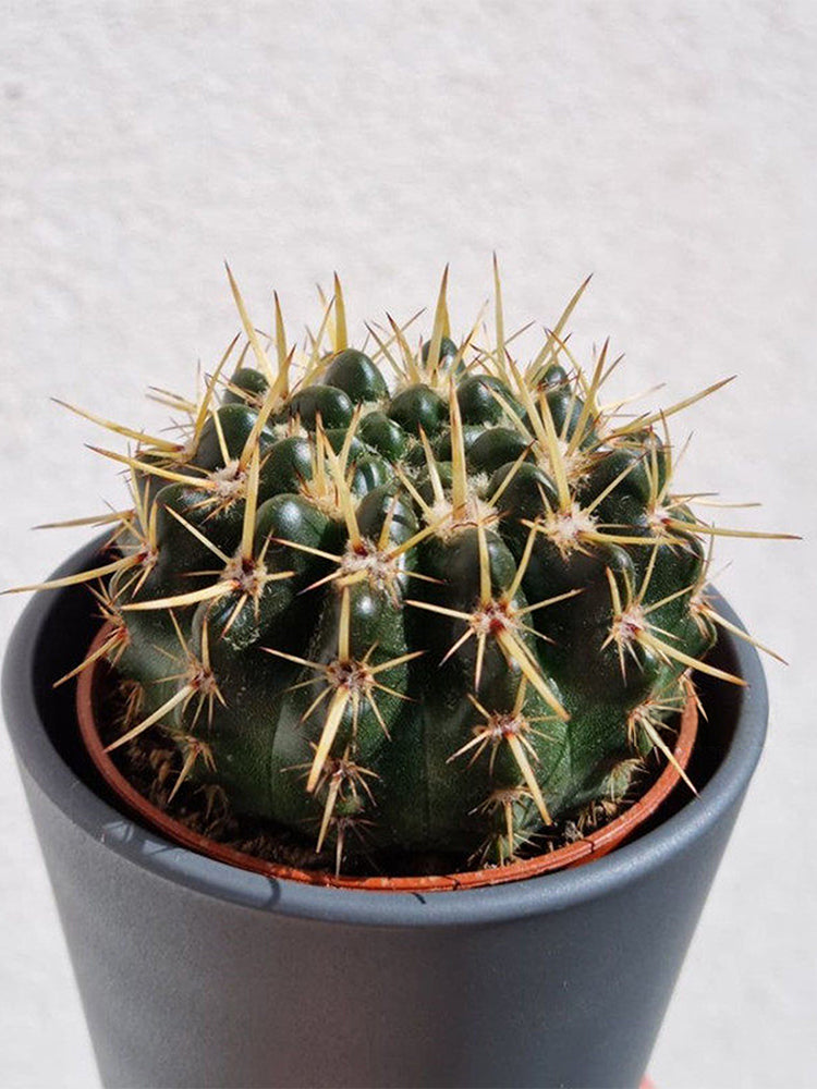 Parodia submammulosus