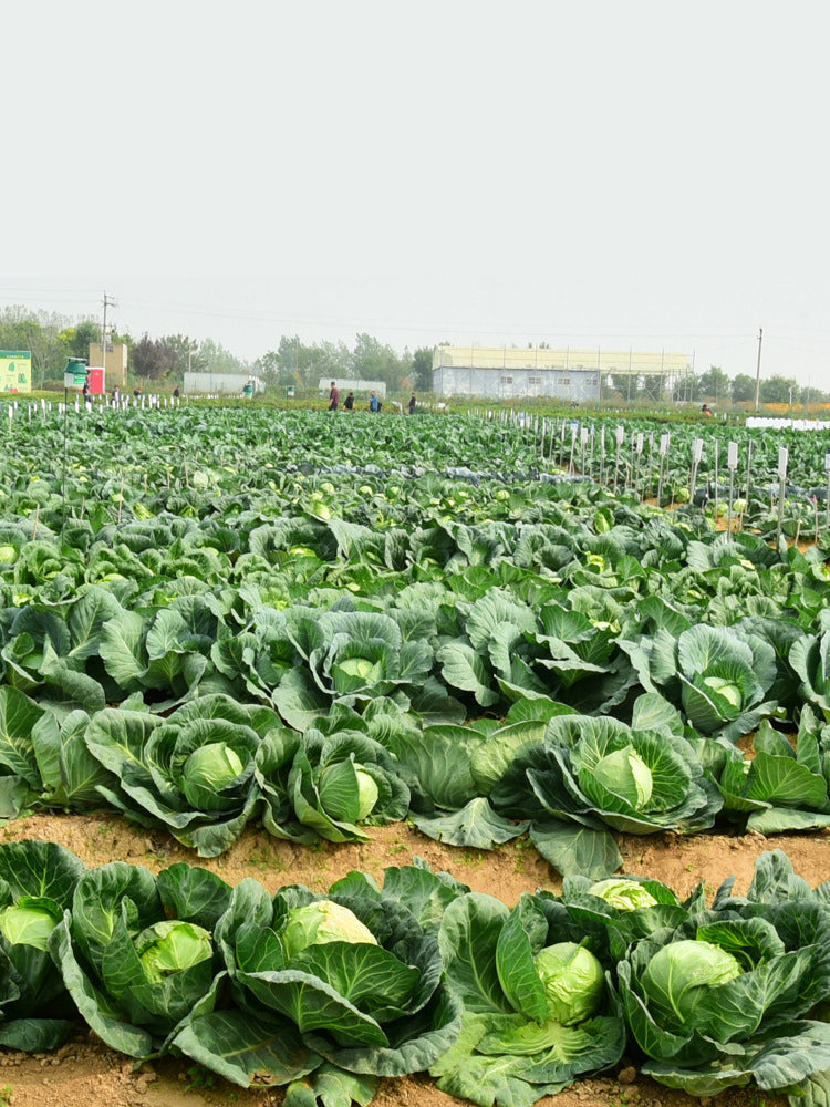 Green Treasure Cabbage